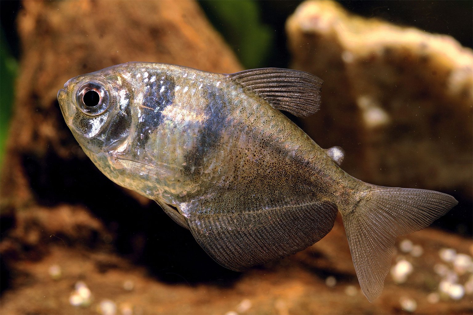 This non-genetically modified black tetra was used to create several GloFish, including the Cosmic Blue.