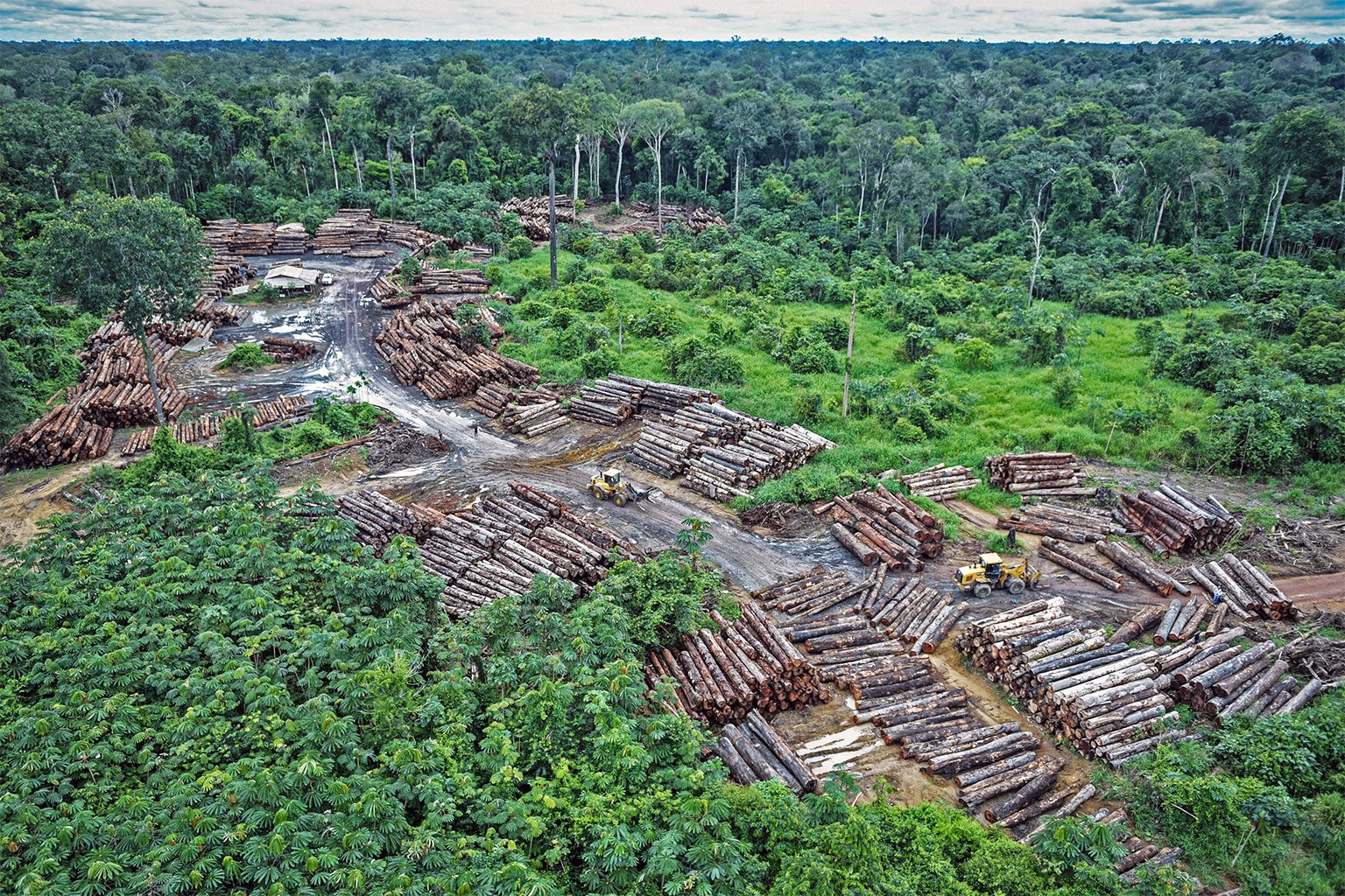 Drug-trafficking organizations are implicated in the trafficking of other illicit goods, such as illegal timber. 