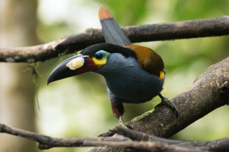 The plate-billed mountain-toucan is native to Ecuador and a portion of Colombia’s Nariño department. Coca cultivation in the region is considered one of the threats to the species’ survival in Colombia.