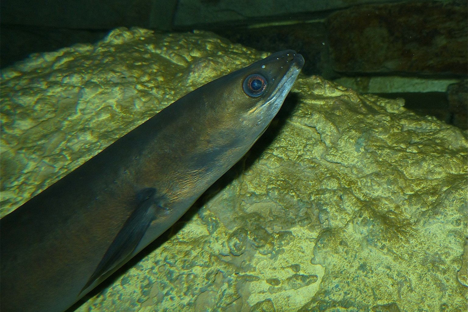 Exposure to cocaine has been found to have damaging effects on the critically endangered European eel, with potential consequences for its survival in the wild. Image by Bernard Dupont via Wikimedia Commons (CC BY-SA 2.0).