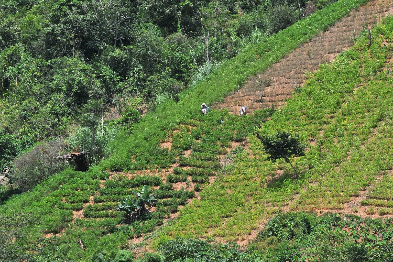 Coca plantation on a hillside near Caranavi, western Bolivia. Image by Neil Palmer/CIAT via Flickr (CC BY-SA 2.0).