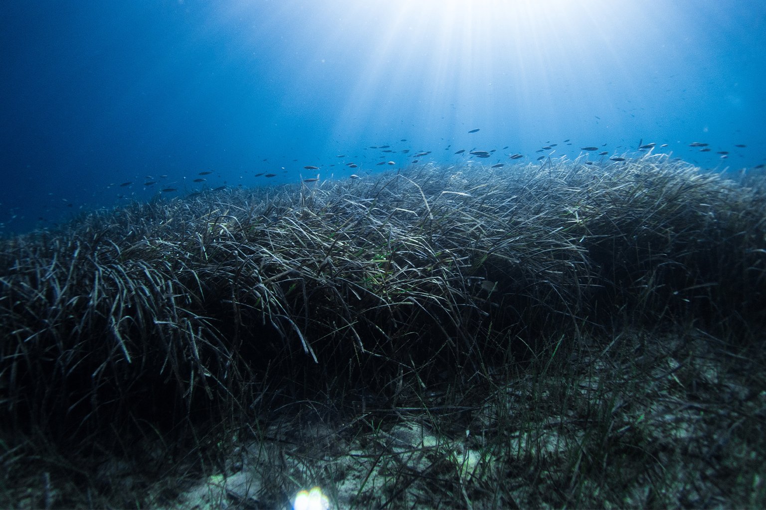 The seagrass Posidonia oceanica accumulates a range of UV filters commonly used in sunscreen and other cosmetics. Whether this is harmful to the species has yet to be determined. Image by Ben Jones/Ocean Image Bank. 