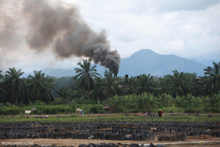 Oil palm nursery and processing facility, Indonesia.