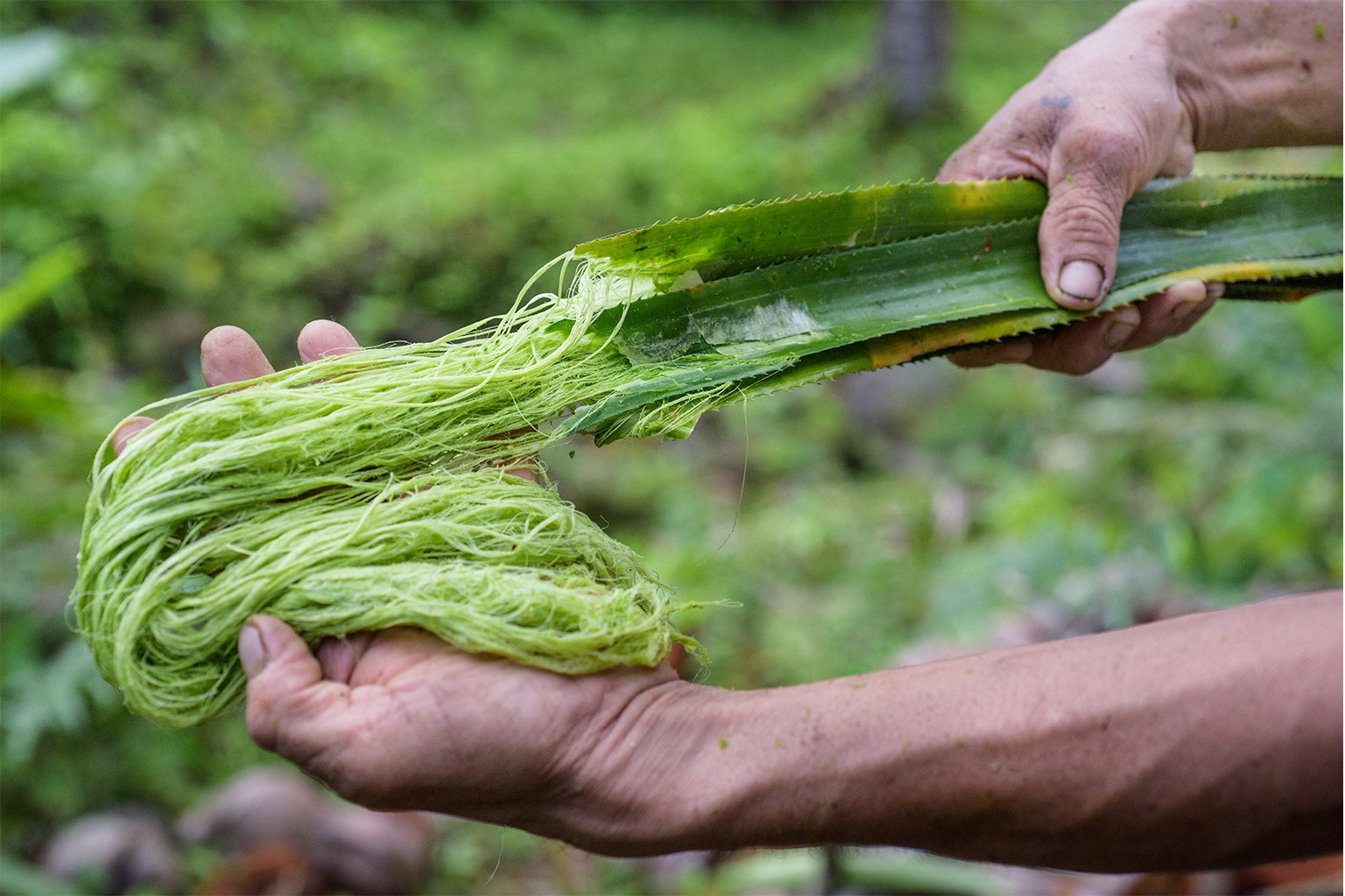 Fiber extracted from pineapple leaves, a harvest byproduct, is the starting point of the textile known as Piñatex. Image courtesy of Riikka Juva/Ananas Anam. 