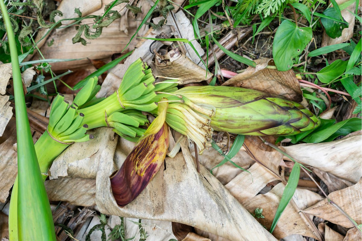 The fiber of the abacá banana plant, cultivated using agroforestry techniques in the Philippines, is extracted from plant stalks to manufacture Bananatex.