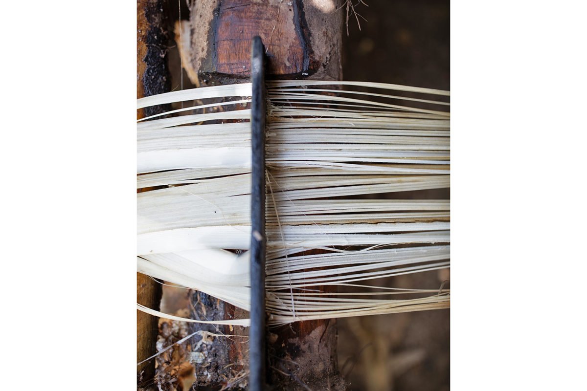 Tuxies, strips of outer leaf sheath, are placed under a stripping knife and pulled through by hand, so the fibers can be extracted and separated.