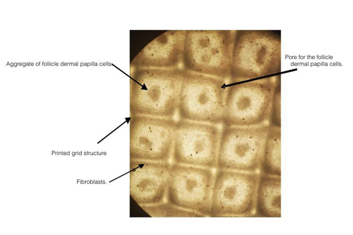 Startup FUROID is on the way to replicating the material properties of fur and wool through biotechnology, after having been successful with human hair.