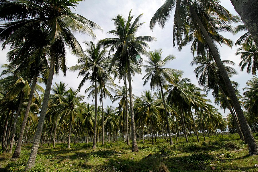 Indonesia is a top producer of coconut oil. 