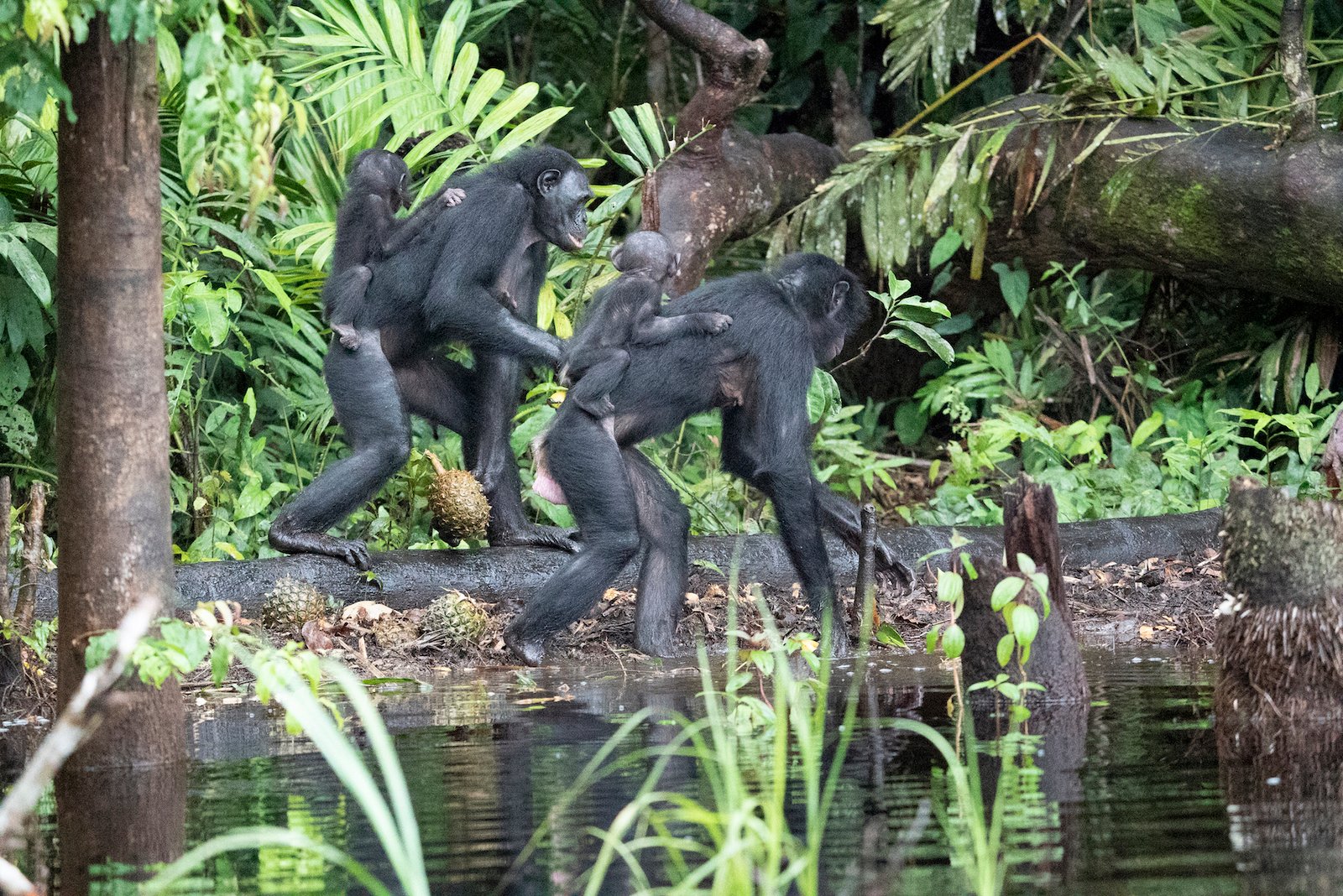 Members of the bonobo group on Totaka Island collecting fruit provisions thrown from a boat. Image by Arcus/Jabruson.