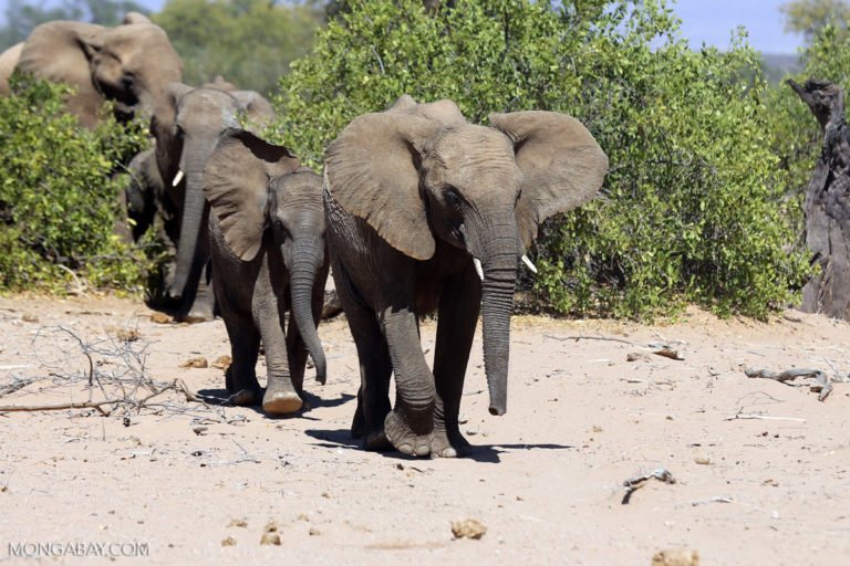 Desert elephant with young. Damaraland, Namibia. Image by Rhett Butler for Mongabay.