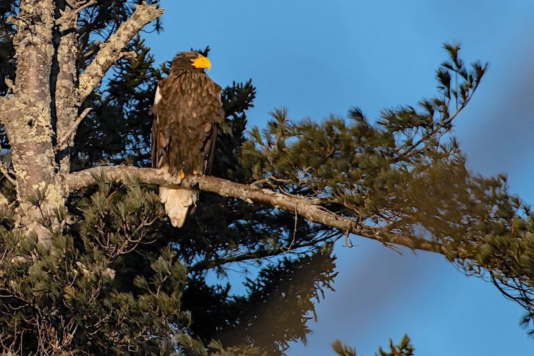 Steller's sea eagle in Maine.