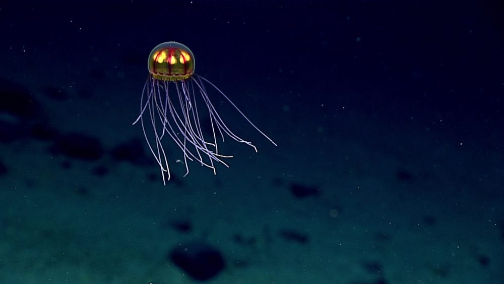 A jellyfish seen during a Deepwater Exploration by NOAA in 2016 at a depth of ~3,700 meters. 