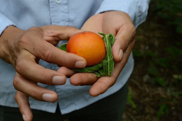 Cocona (Solanum sessiliflorum) a sweet fruit that is a relative of potatoes, tomatoes and eggplants, is commonly grown in Amazonian chakras