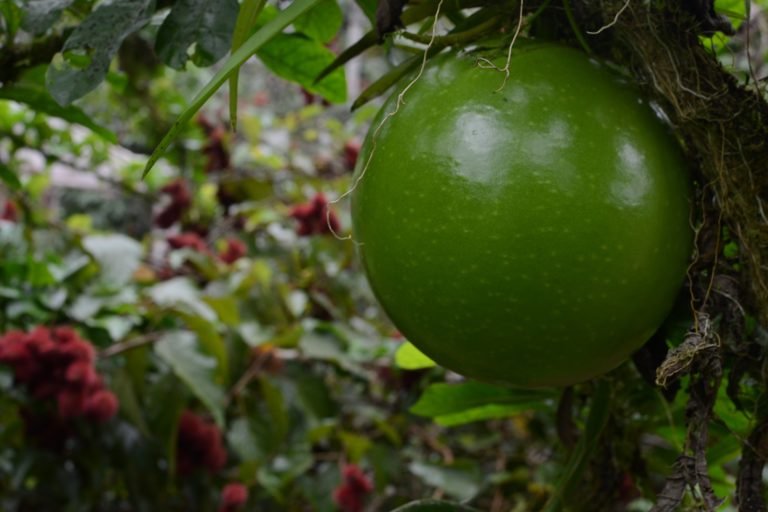 The hard shell of the pilche (Crescentia alata) or Mexican calabash is commonly used as a kitchen utensil in Amazonian Indigenous territories, such as a gourd for chicha