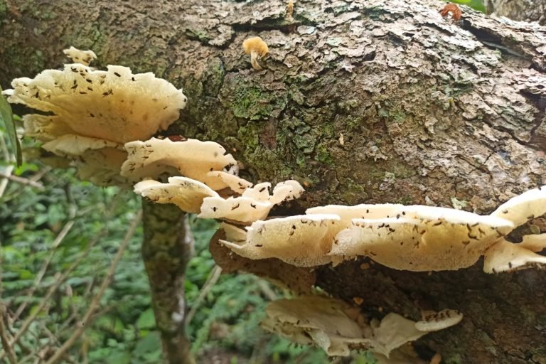 Edible mushrooms that grow on the trunks of fallen trees in chakras