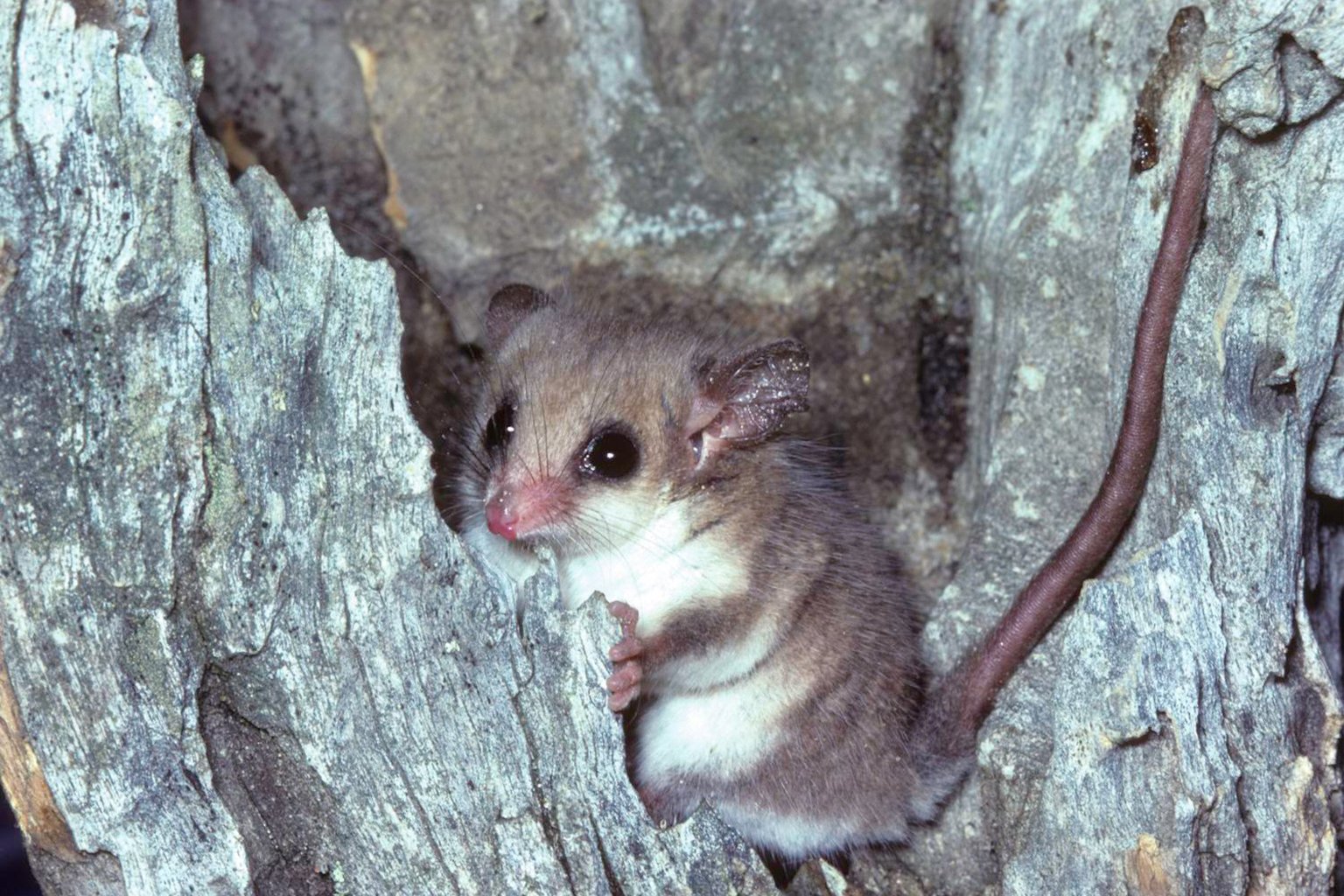 A western pygmy possum (<i>Cercartetus concinnus</i>) in Australia.