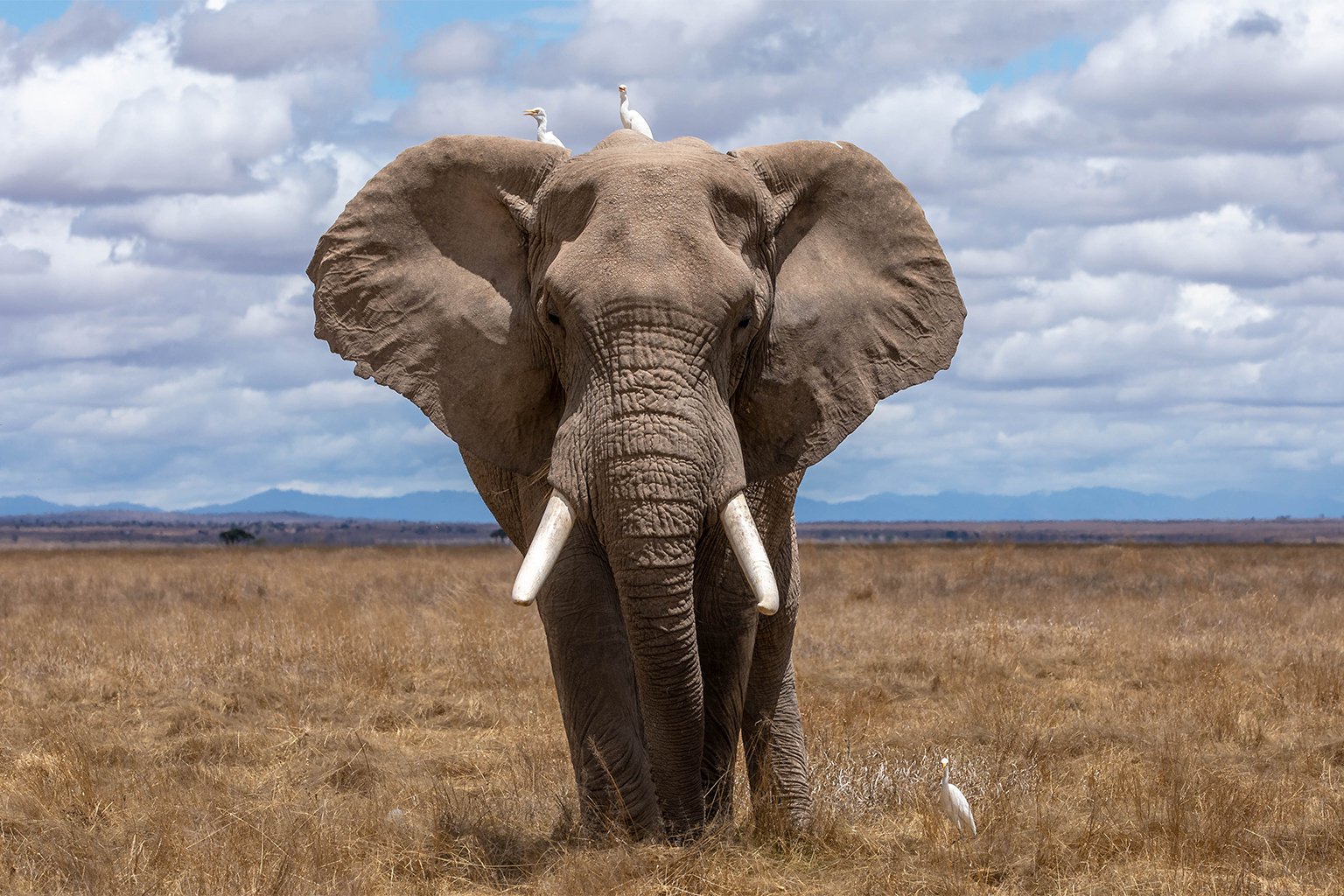 An African elephant. 