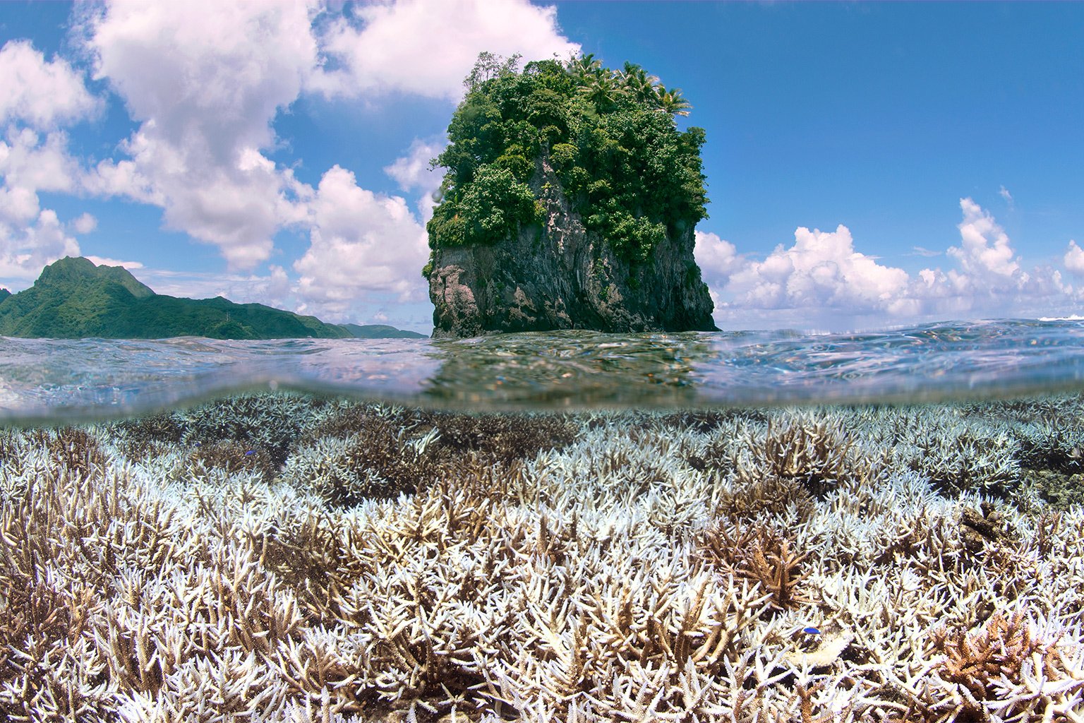 Coral bleaching in American Samoa, 2015.