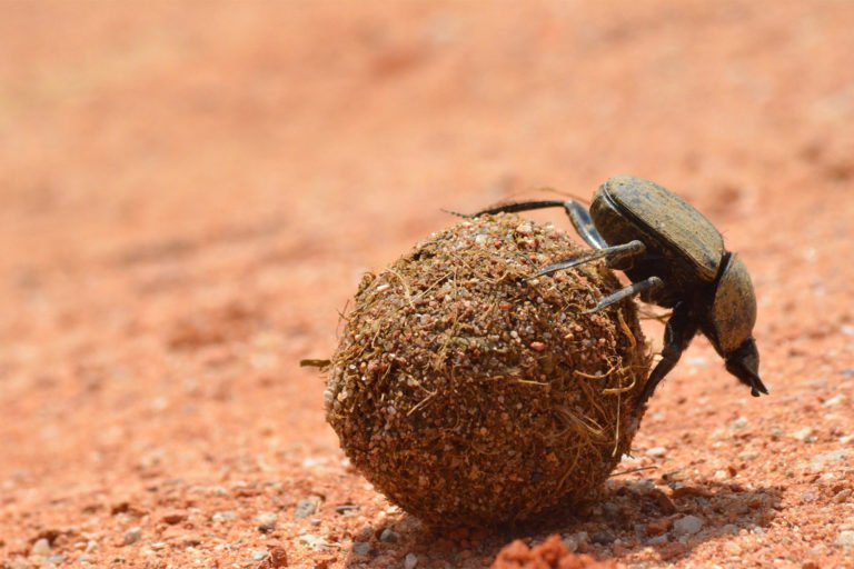 Dung beetles are secondary seed dispersers