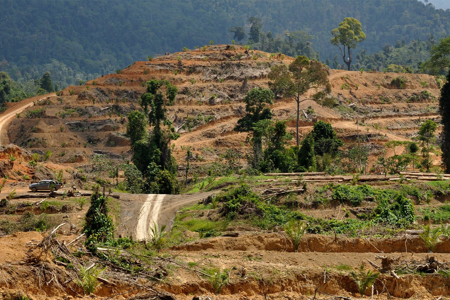 Land cleared for oil palm plantation in Sabah, Malaysian Borneo. 