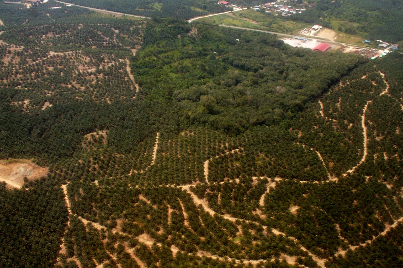 Aerial view of a rainforest fragment amongst large expanse of oil palm plantations in Sabah, Malaysian Borneo.