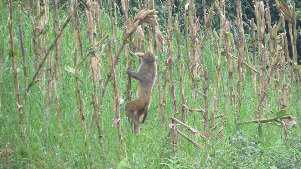 Monkey eating maize crop