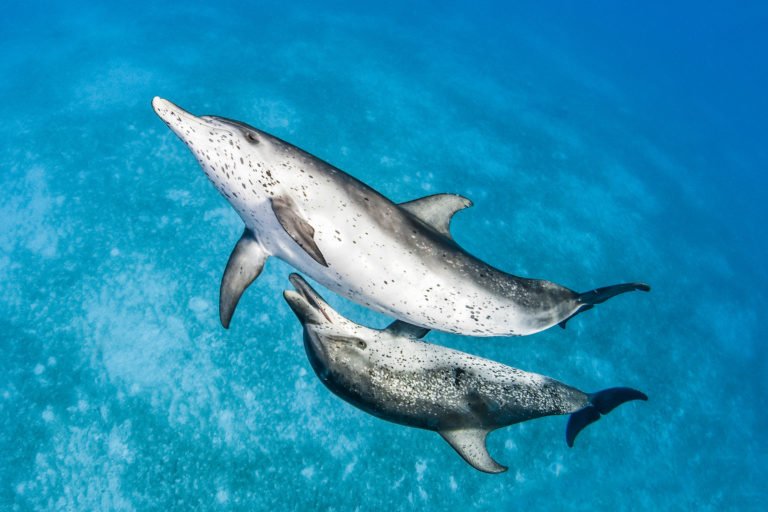 Atlantic spotted dolphins