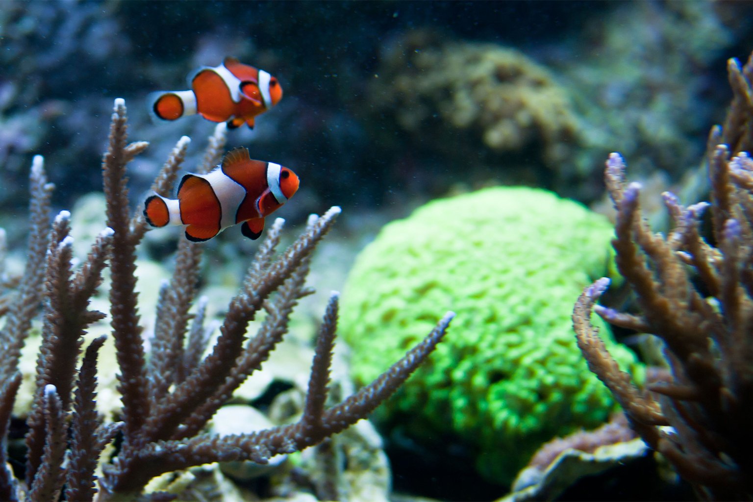 Clownfish are one of the most popular marine aquarium fish among hobbyists.