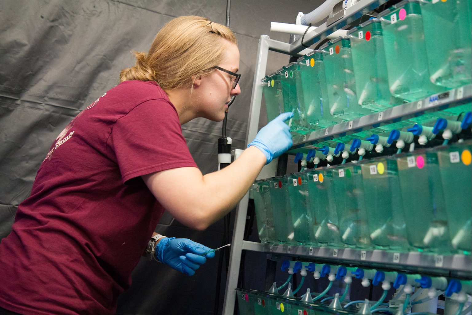 Juvenile fish swim in tanks at the wet laboratory and breeding facility at Roger Williams University.