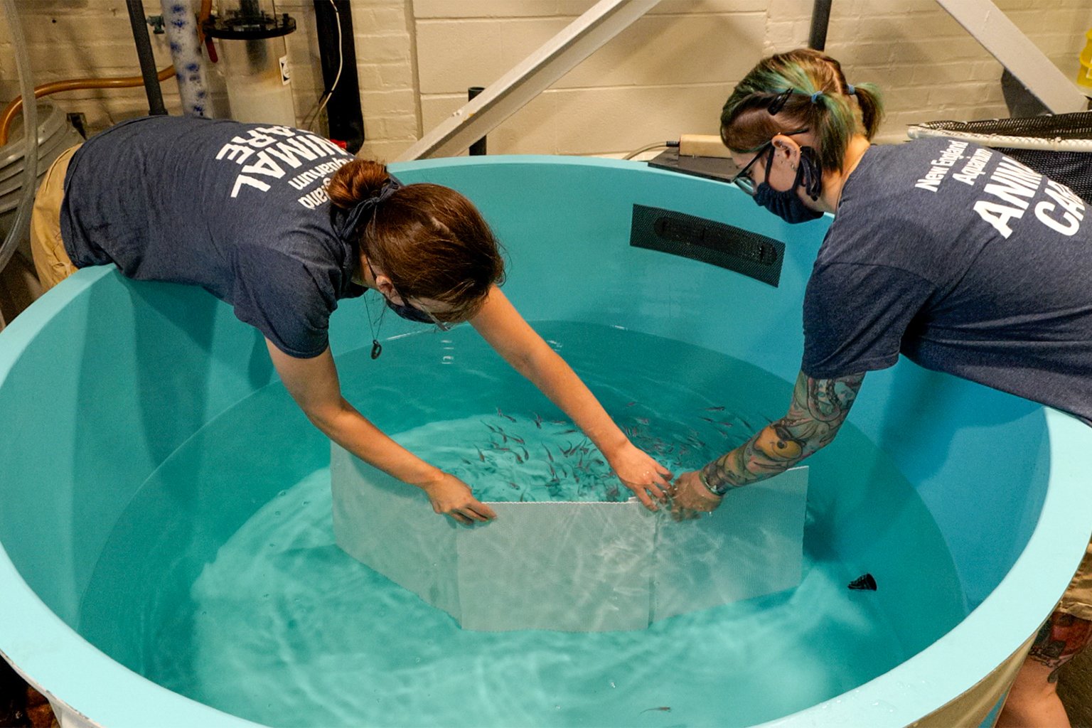 Aquarium staff at the New England Aquarium prepare to move glassy sweepers to a different facility.