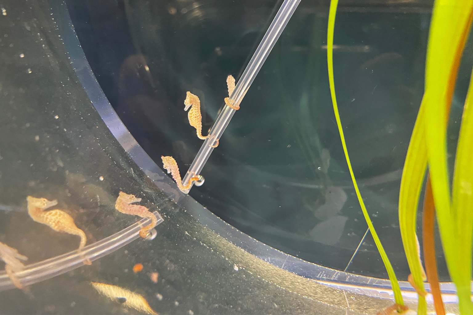 Weedy sea dragons (Phyllopteryx taeniolatus) cling to a piece of their enclosure. The program has yet to successfully breed the species in captivity, but doing so remains a major goal of the Larval Fishes Aquaculture program.