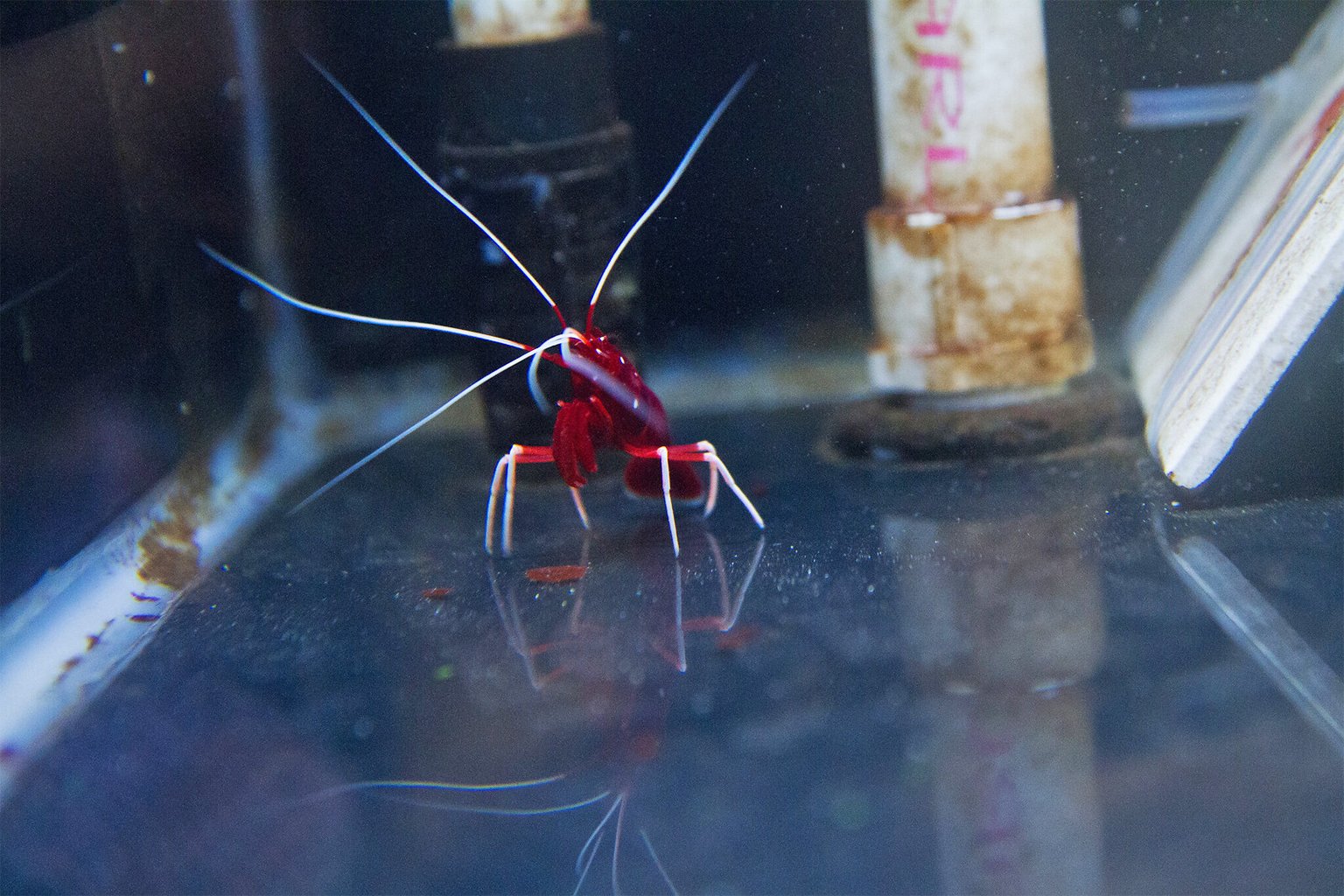 A vibrant red shrimp reared at the wet laboratory and breeding facility at Roger Williams University. 