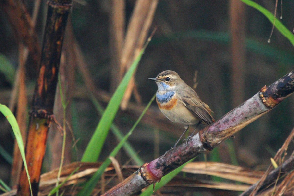 A bluethroat on sugarcane.