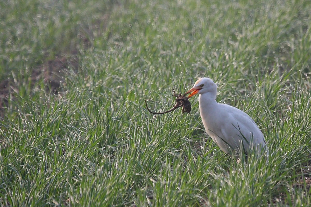 A cattle egret eating a calotes in the fields.