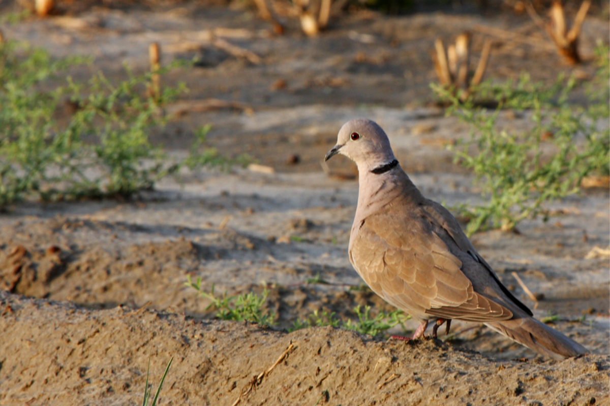 A Eurasian ring dove on fallow field.