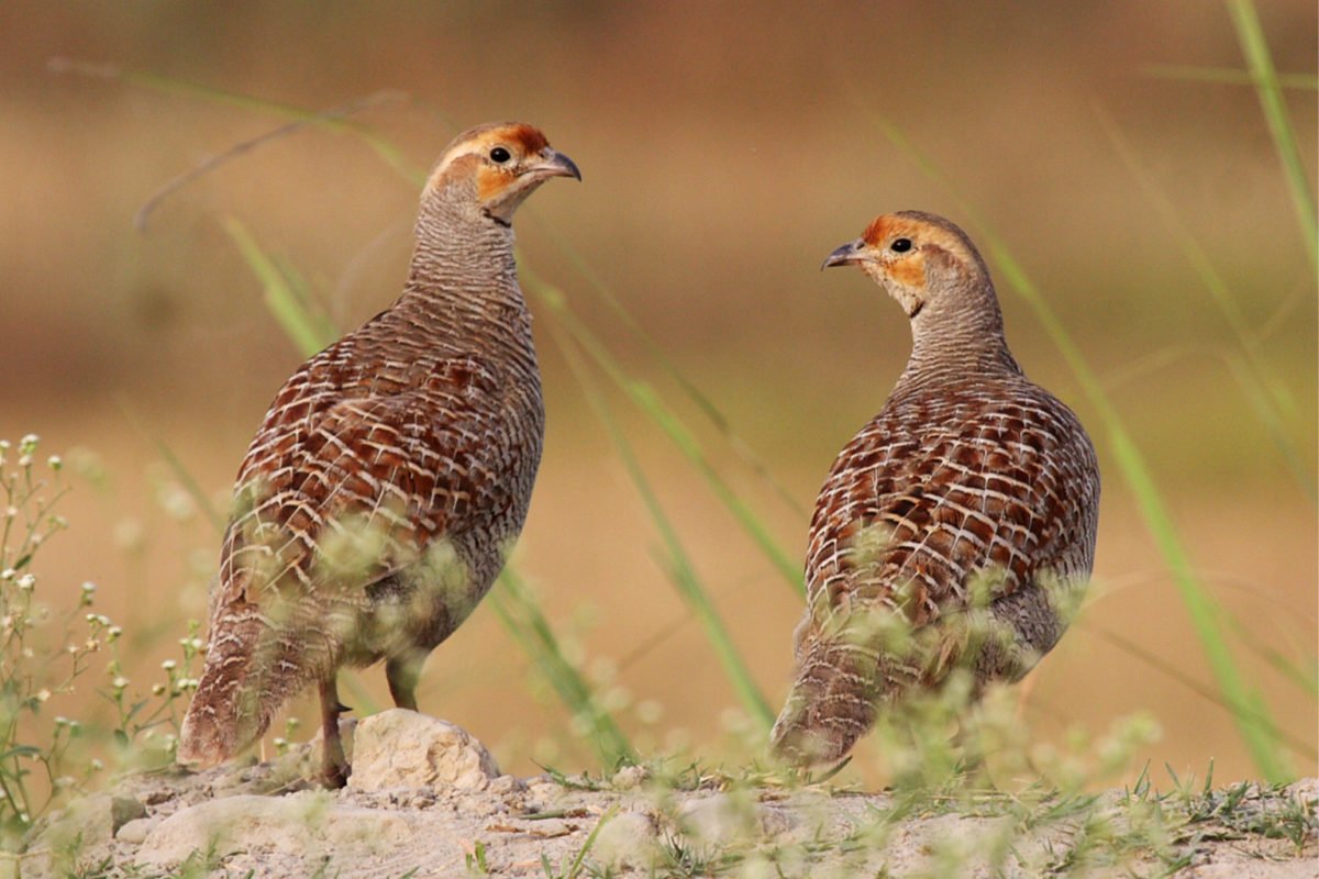 8-Grey-Francolin-pair-on-bund