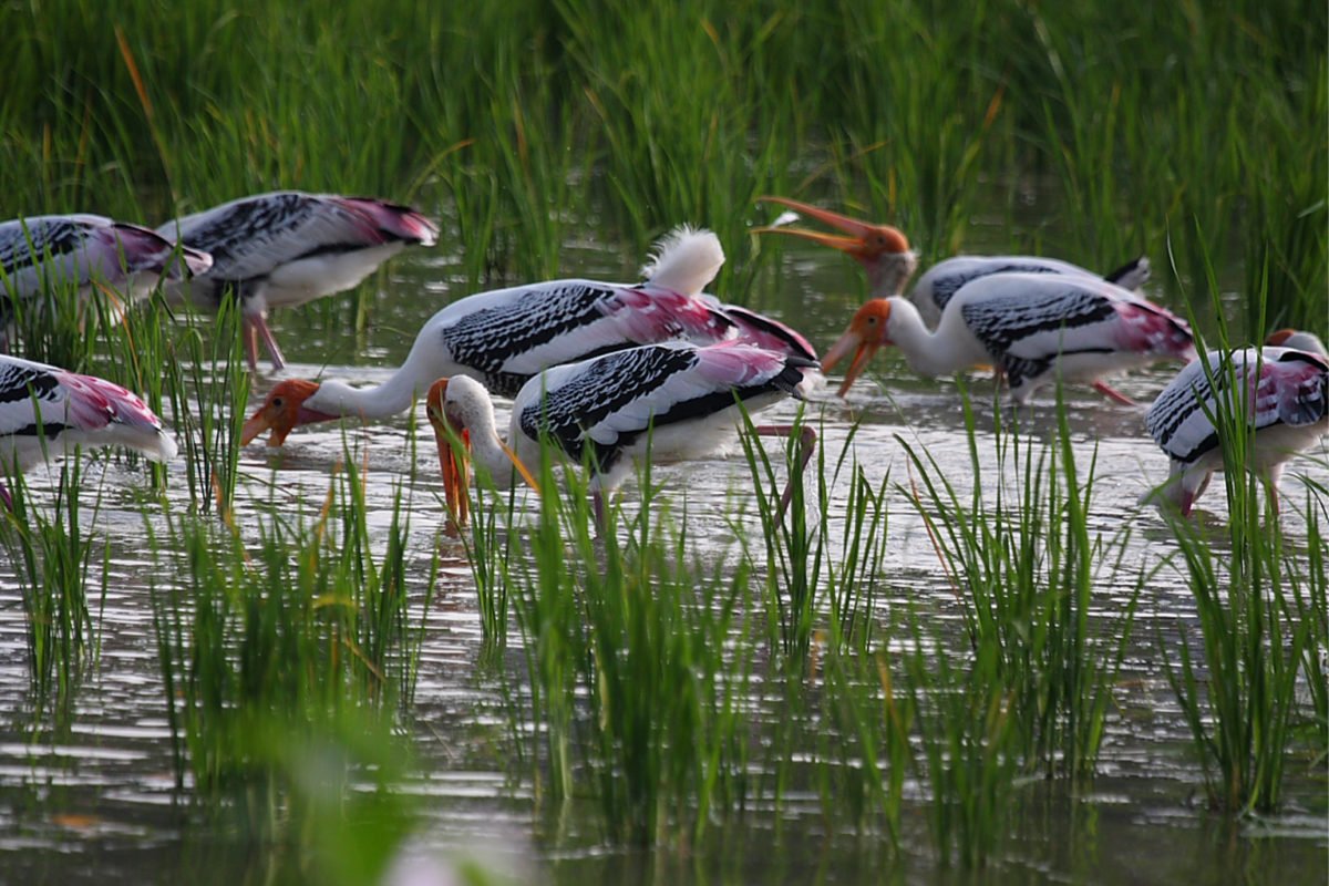 A painted stork flock feeding in a paddy field.