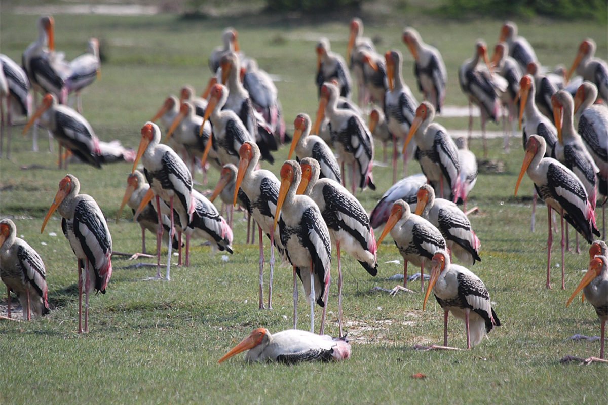 A painted stork flock in fallow field.