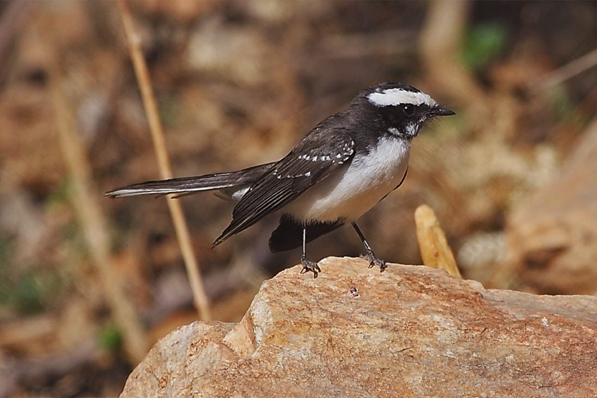 A white-browed fantail.