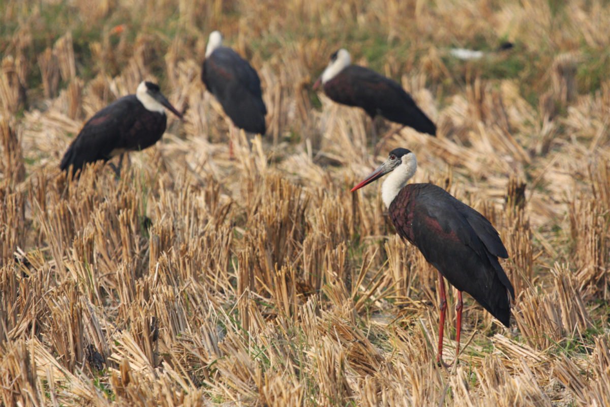 A woolly-necked stork flock in paddy stubble.