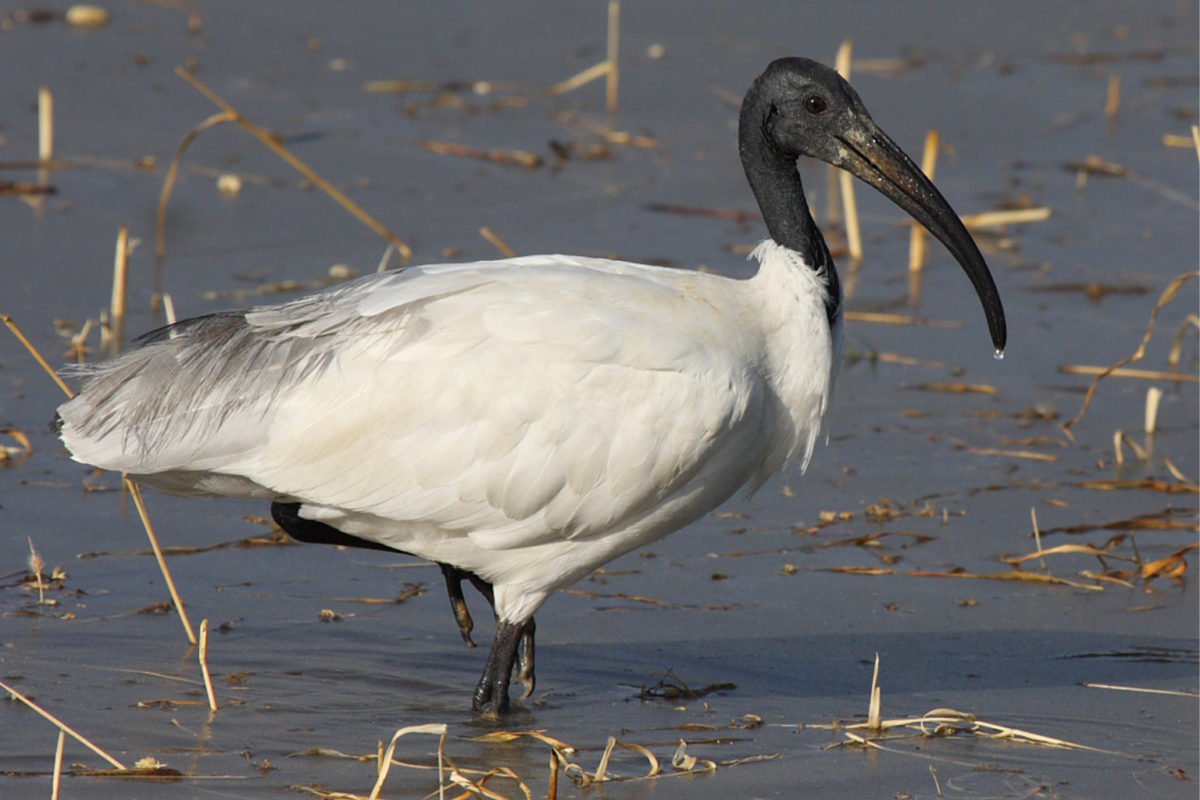 A black-headed ibis in a flooded field.