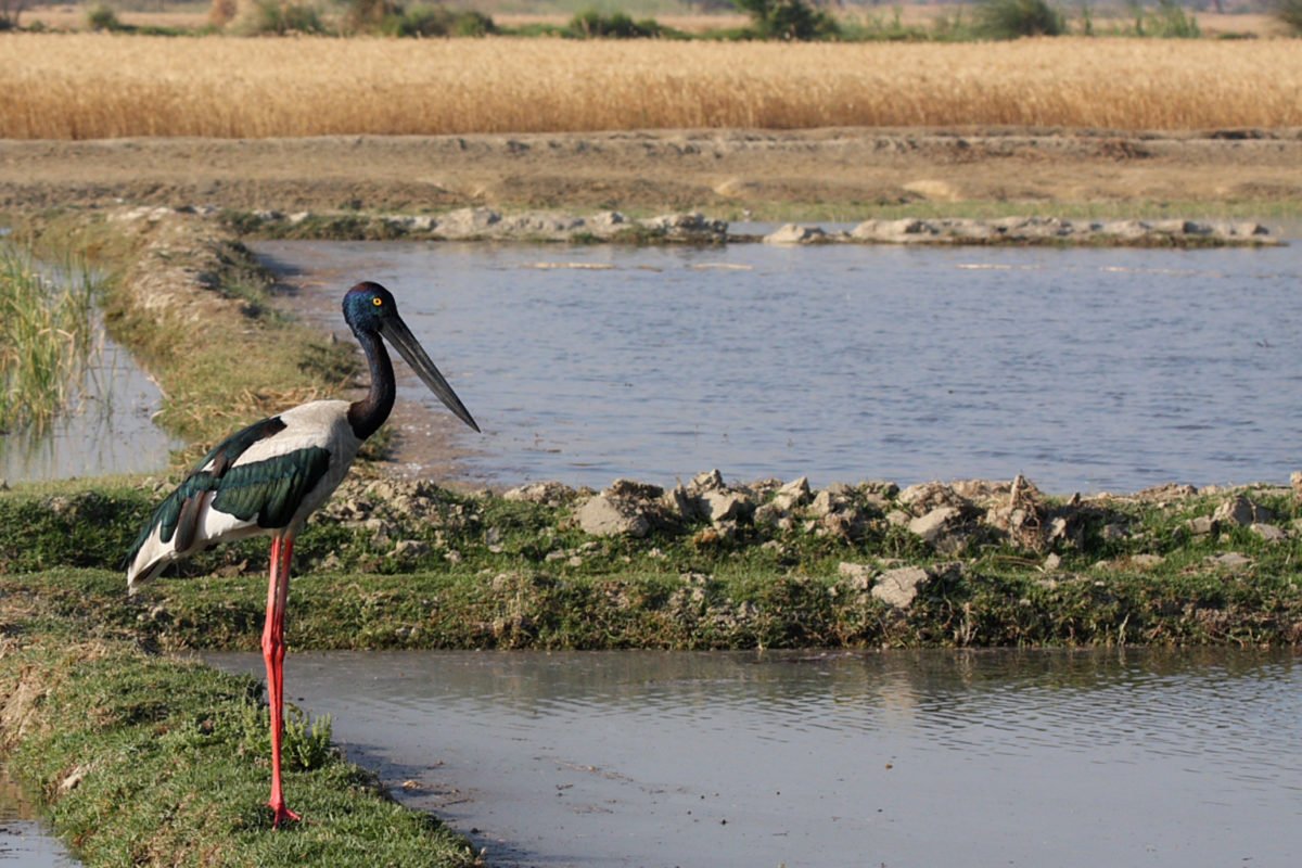 A black-necked stork on a dike.