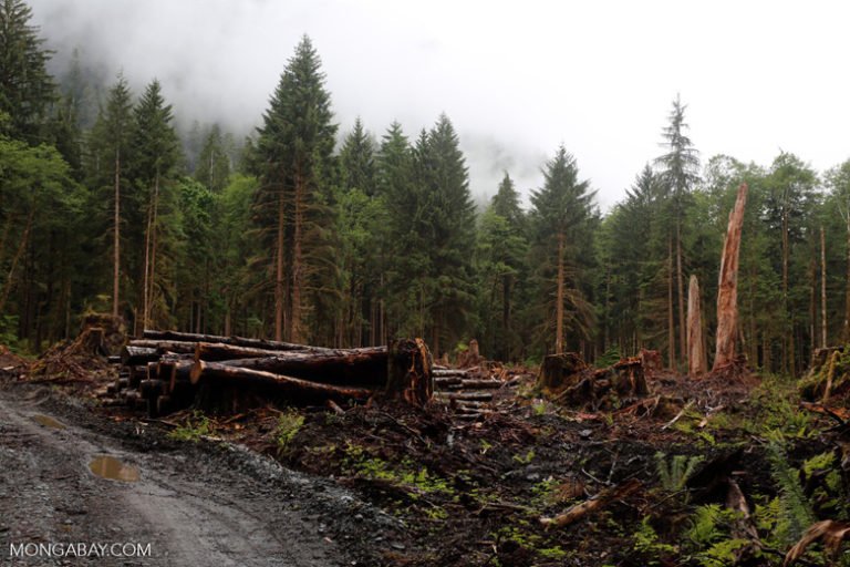 Logging in the Olympic national forest in Washington. Photo by Rhett A. Butler.