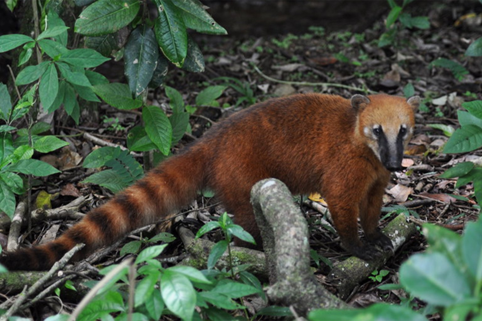 The coati, an opportunistic omnivore that spreads seeds throughout the Americas. 