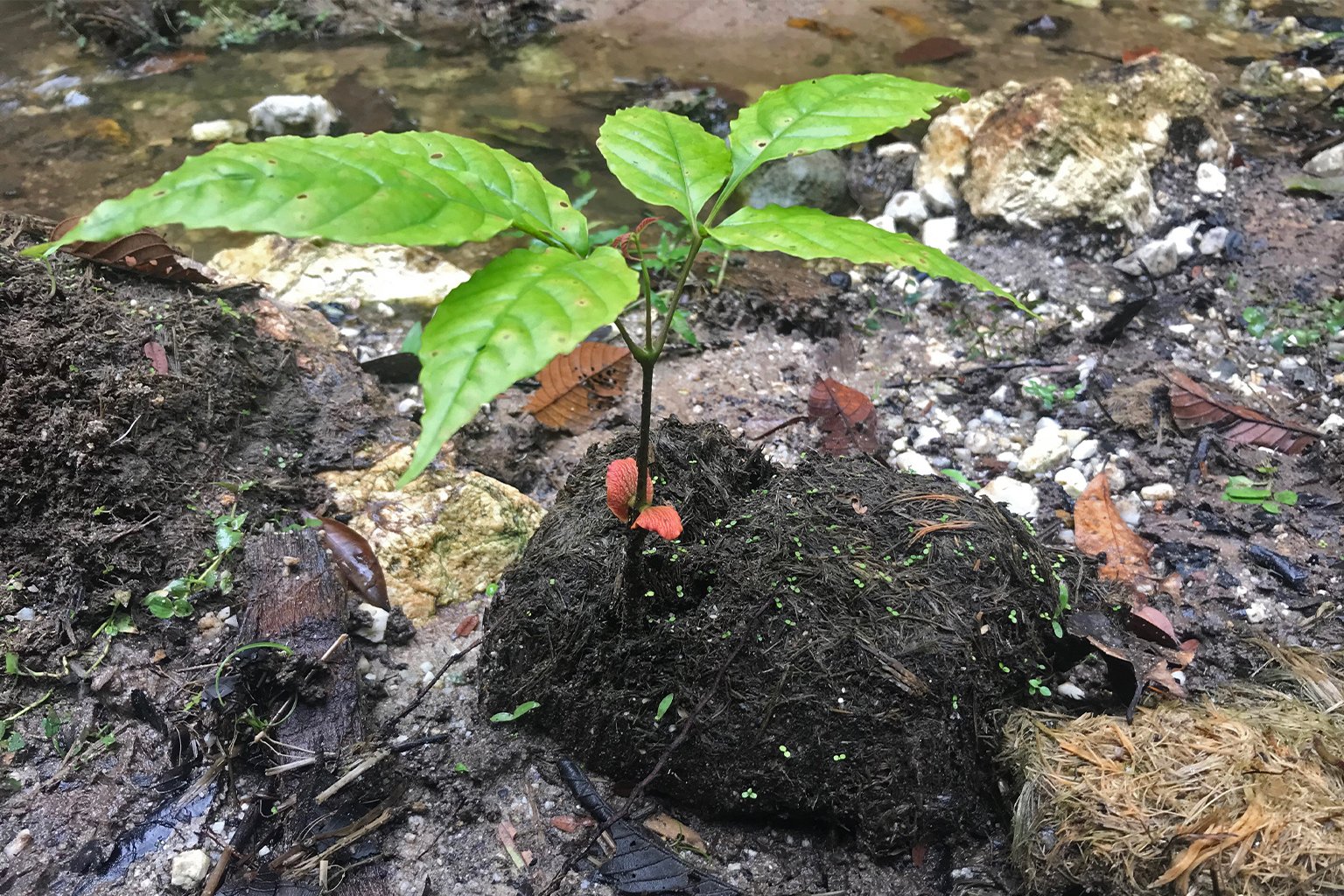 A seedling fertilized by and growing in elephant dung. 