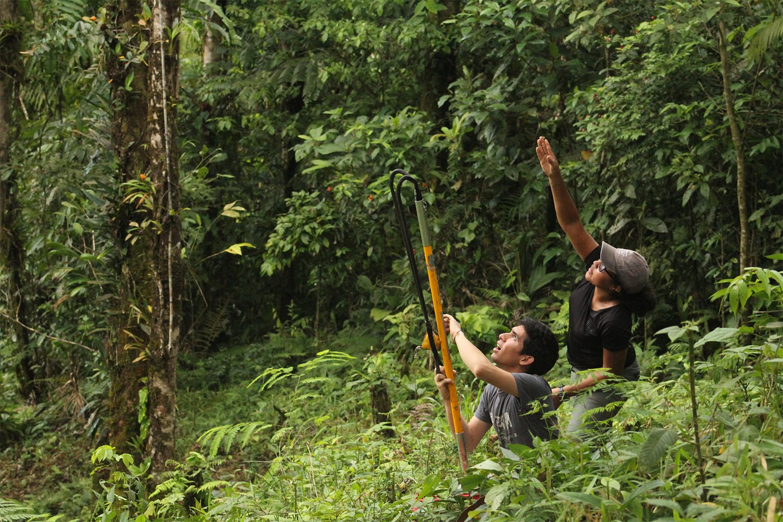 Botanist Lilisbeth Rodríguez and conservation biology student Pedro Castillo-Caballero. deciding where to place the climbing rope to study a rare Panamanian epiphyte. 