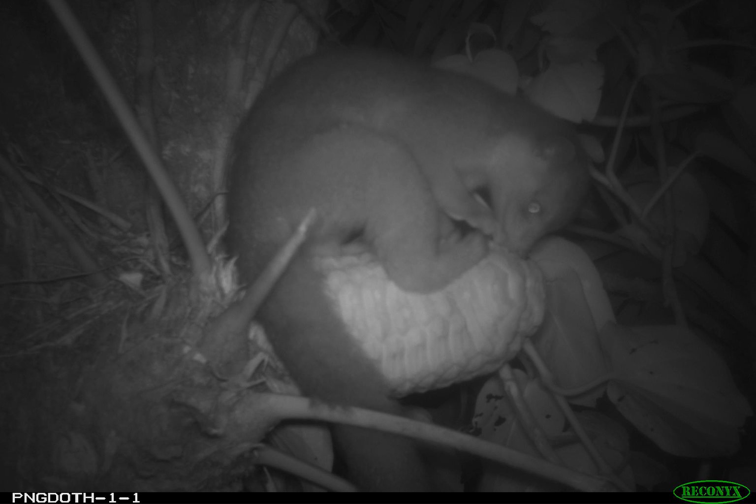 A northern olingo inspecting a seed cone of a rare Panamanian epiphyte.