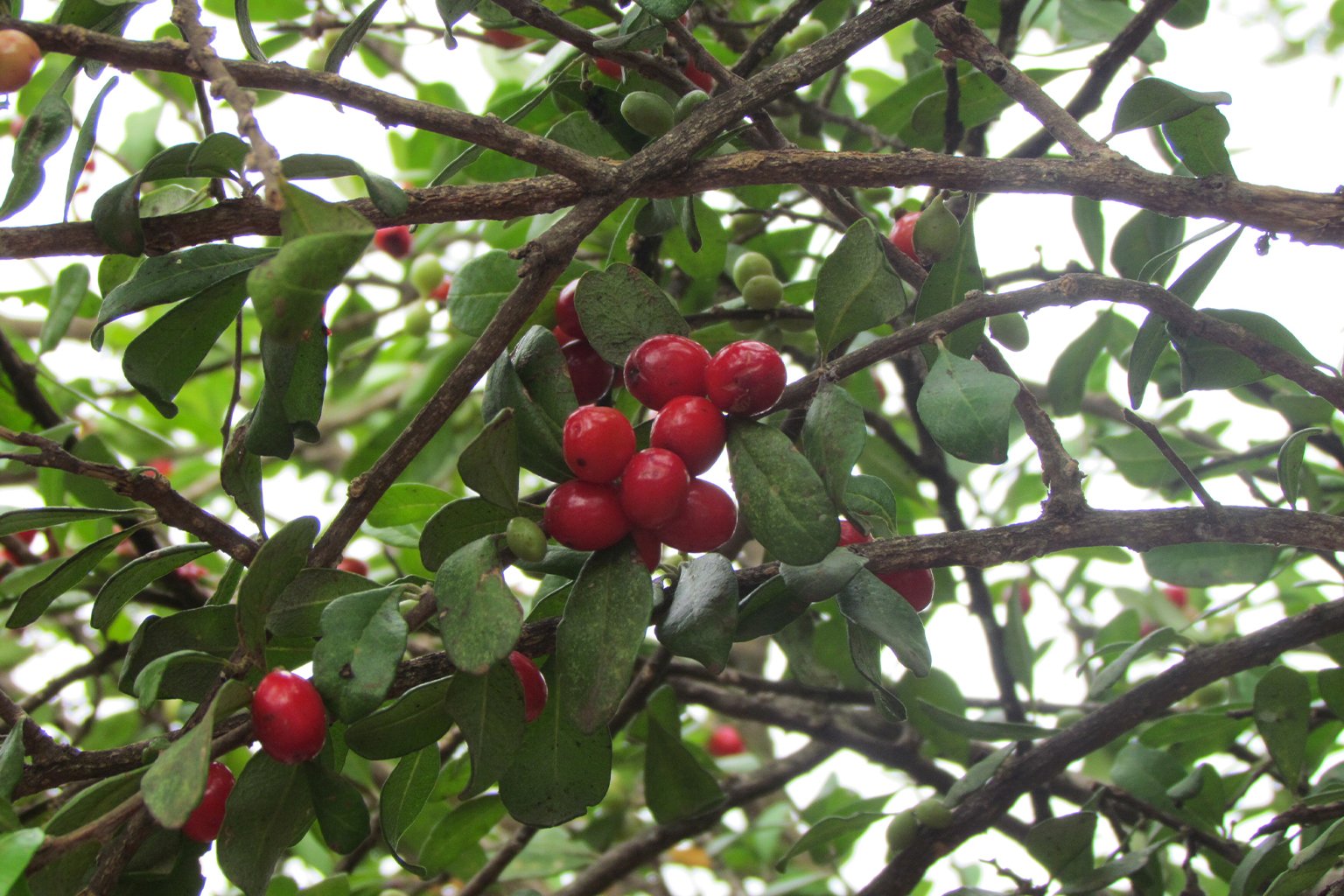 Castela galapageia, a shrub native to the Galápagos Islands. 