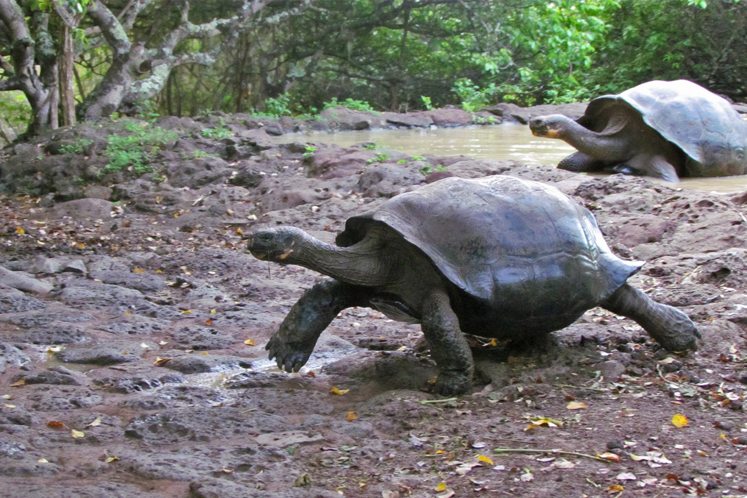 The Galápagos giant tortoise, the archipeligo’s only animal able to spread large seeds. 