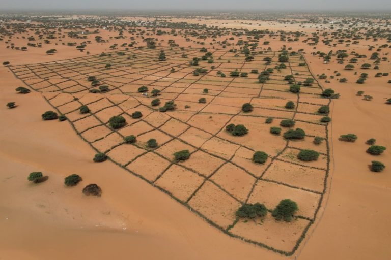 Technique for land restoration in the Great Green Wall in Mauritania. Image courtesy of National Great Green Wall Agency, Mauritania.